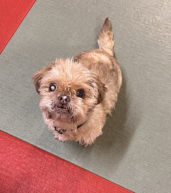 Meet Louie, everyone's favourite dojo dog!